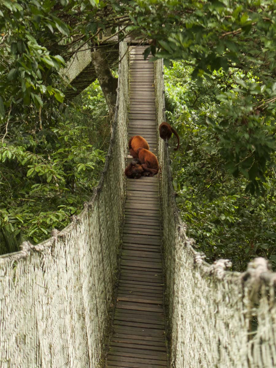 Turismo responsable en Reserva Nacional Tambopata. Conservación de la biodiversidad.